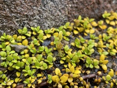 Coprosma perpusilla perpusilla