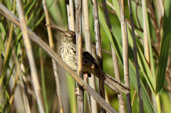 Prinia maculosa