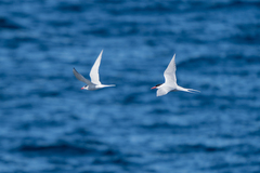 Sterna hirundinacea