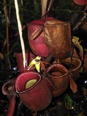 Nepenthes ampullaria