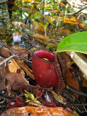 Nepenthes ampullaria