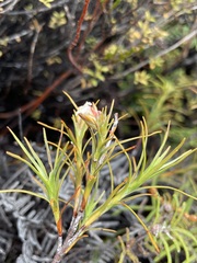 Dracophyllum