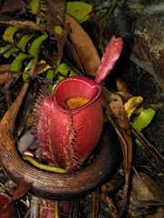 Nepenthes ampullaria