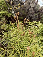 Gleichenia alpina