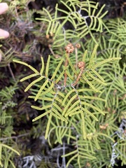 Gleichenia alpina
