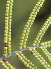 Gleichenia alpina