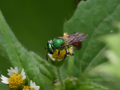 Augochloropsis ignita