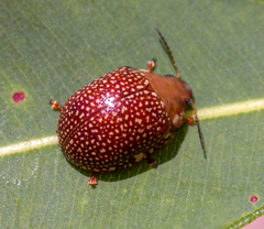 Paropsis bovilli