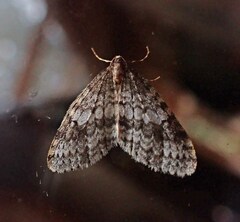 Operophtera occidentalis