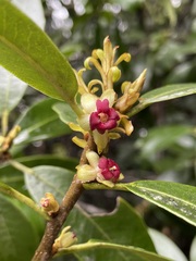 Pittosporum colensoi