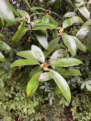 Pittosporum colensoi