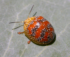 Paropsis obsoleta