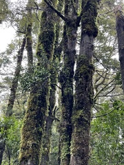 Peraxilla colensoi