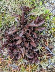 Gentianella bellidifolia