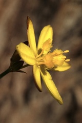 Tricoryne
