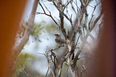 Pachycephala inornata