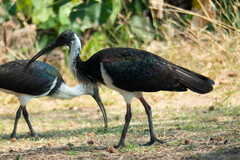 Threskiornis spinicollis