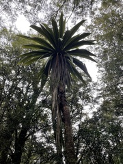 Cordyline indivisa