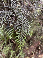 Libocedrus bidwillii