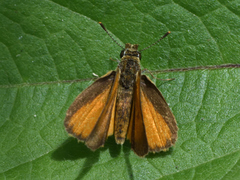 Ancyloxypha