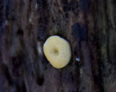 Trichoderma gelatinosum