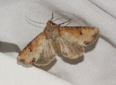 Apamea alia