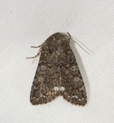 Melanchra pulverulenta