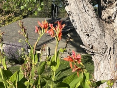 Selasphorus platycercus