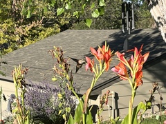 Selasphorus platycercus