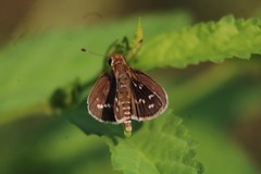 Taractrocera maevius