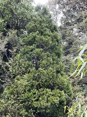 Libocedrus bidwillii