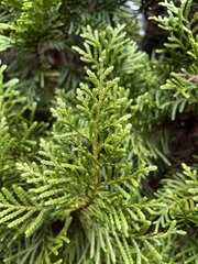 Libocedrus bidwillii