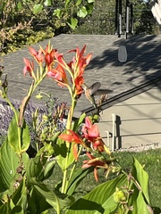 Selasphorus platycercus