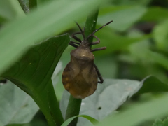 Spartocera