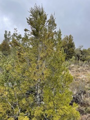 Halocarpus