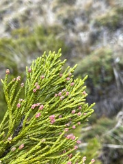 Halocarpus