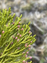 Halocarpus