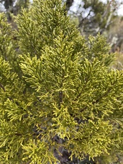 Halocarpus