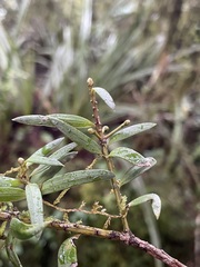 Podocarpus