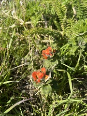 Castilleja latifolia