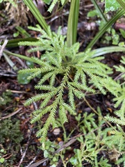 Lycopodium volubile
