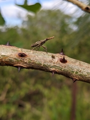 Oxyrhachis