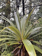 Cordyline indivisa