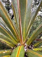 Cordyline indivisa