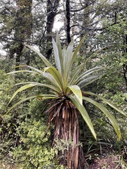 Cordyline indivisa