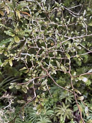 Elaeocarpus hookerianus