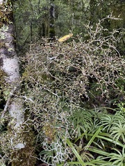 Elaeocarpus hookerianus