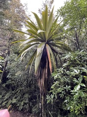 Cordyline indivisa