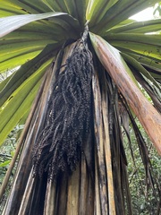 Cordyline indivisa