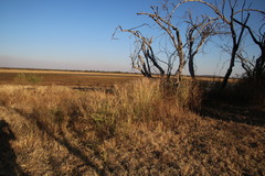 Cyperus sexangularis